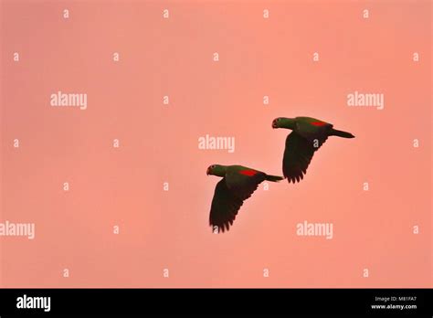 Red lored amazon parrots hi-res stock photography and images - Alamy