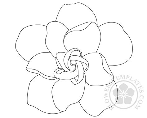 gardenia-flower-2 – Flowers Templates