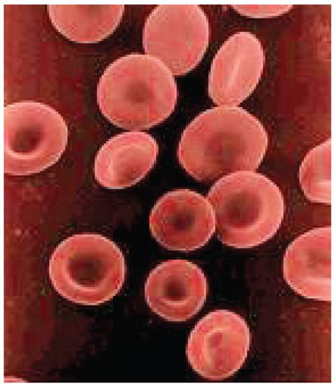 Erythrocytes · Anatomy and Physiology