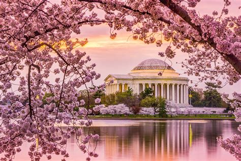 Cherry Blossom Season In Washington Dc - Blajewka