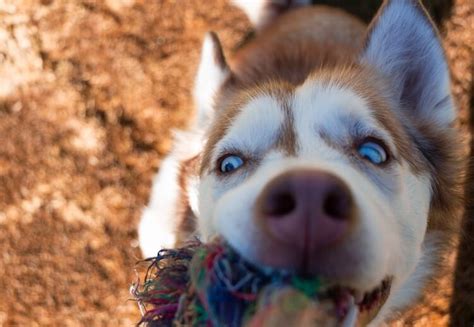 Red Husky Dog: Everything You Need To Know - Marvelous Dogs