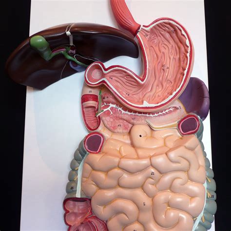 Digestive System Anatomy Model – NBKomputer