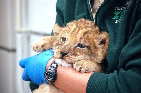 Zoo has a new lion cub | Spartan Echo