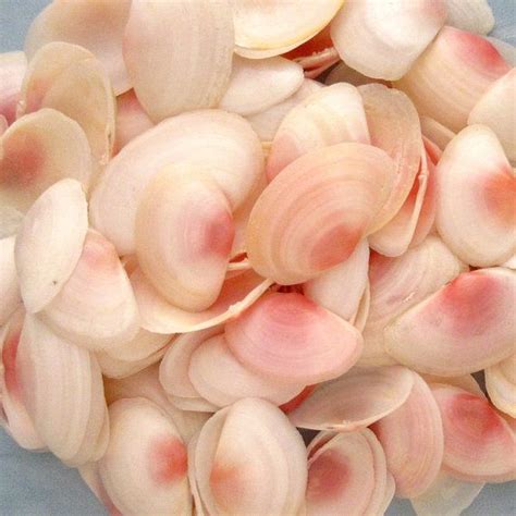 Pink Sea Shells 125 Bulk Seashells Natural Tellin Shells | Etsy | Sea ...