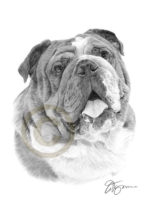 Bulldog Drawing Pictures at PaintingValley.com | Explore collection of ...