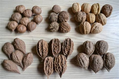 Growing Butternut Tree: How to Plant, Grow and Care for White Walnut