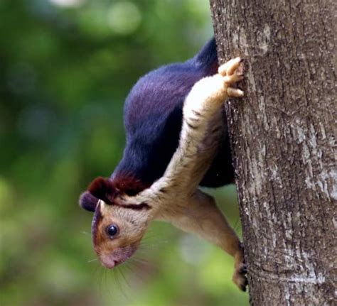 With its Habitat in Danger, the Grizzled Giant Squirrel Struggles to ...