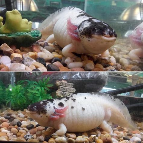 If youve never seen an obese axolotl before you're missing out. This is ...