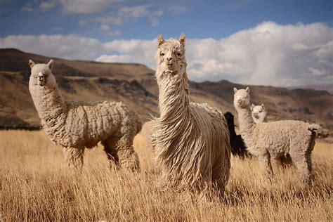 Difference Between Alpacas And Llamas