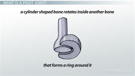 Pivot Joints | Definition, Types & Function - Lesson | Study.com