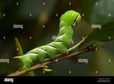 Privet hawk moth caterpillar hi-res stock photography and images - Alamy