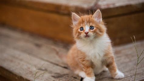 Cute Cat HD Wallpaper 4K