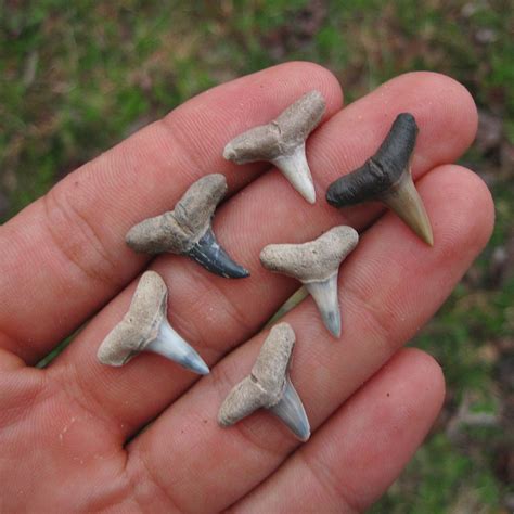 Unidentified Shark Tooth!! Please help! - Fossil ID - The Fossil Forum