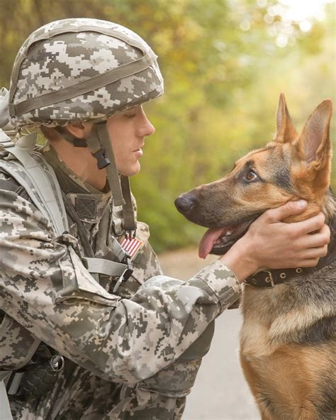 Five Ways to Honor the Courageous Service of K9 Veterans on National K9 ...