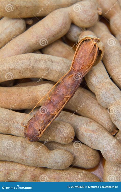 Tamarind fruit stock photo. Image of eating, group, candy - 23798838