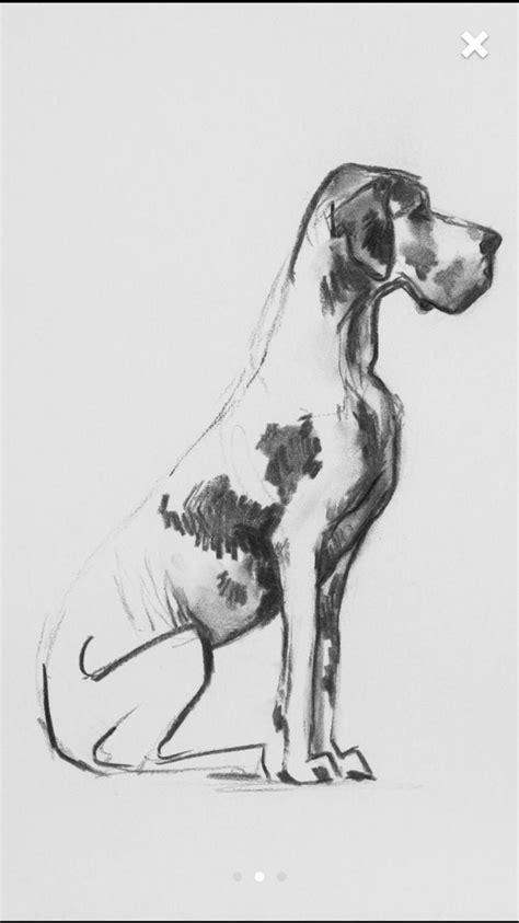 Pin by April Lituski- Longworth on GreatDane | Great dane, Great dane ...