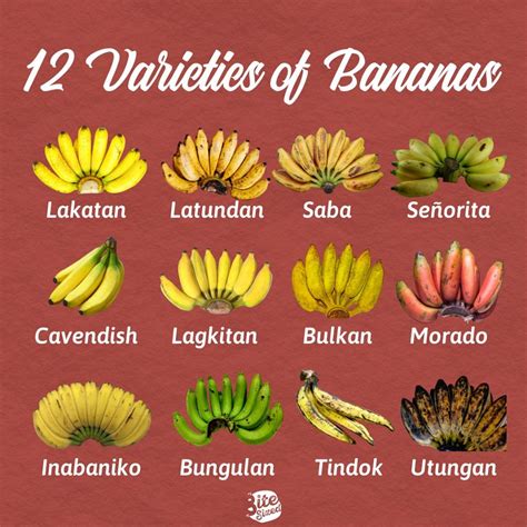 Different Varieties Of Banana In The Philippines - Banana Poster