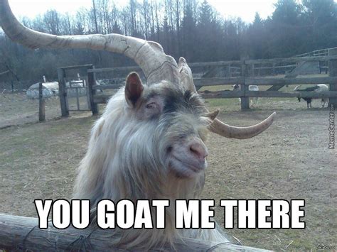 51 Funniest Goat Memes Photos, Pictures, Images & Gifs - Picsmine