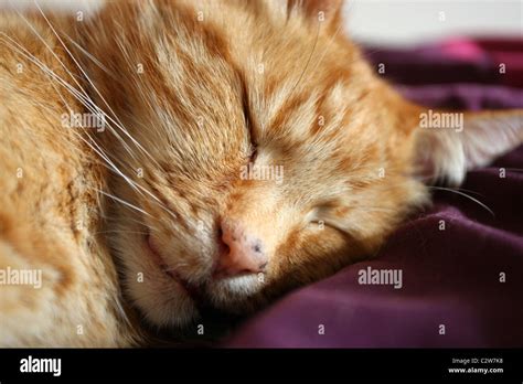 A sleeping ginger cat Stock Photo - Alamy