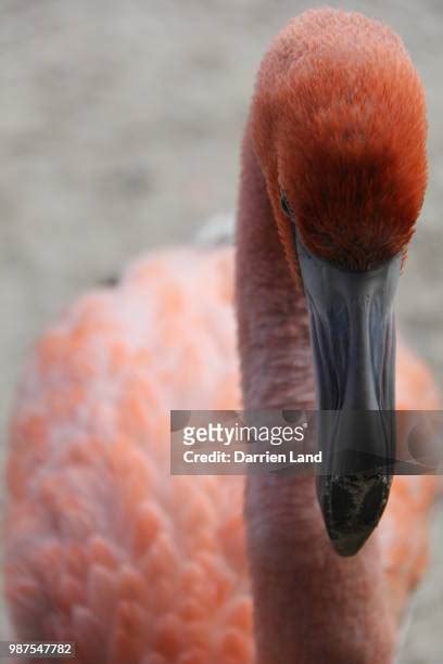 352 Flamingo Land Zoo Stock Photos, High-Res Pictures, and Images ...