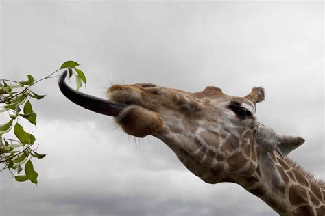 15 Interesting Giraffe Facts