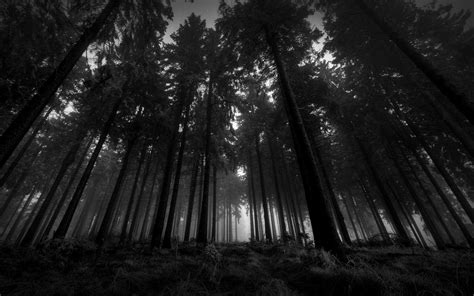 Black and White Forest Wallpapers - Top Free Black and White Forest ...