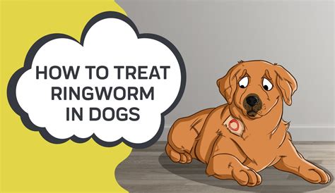 How to Treat Ringworm in Dogs | Innovet Pet