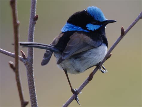 Jenny wren bird - theaterbinger