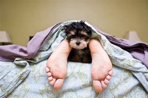 Do you sleep with your small breed? | Yorkie, Dog breeds, Yorkie puppy