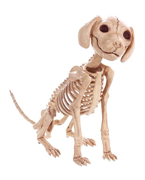 Dog Skeleton Sitting