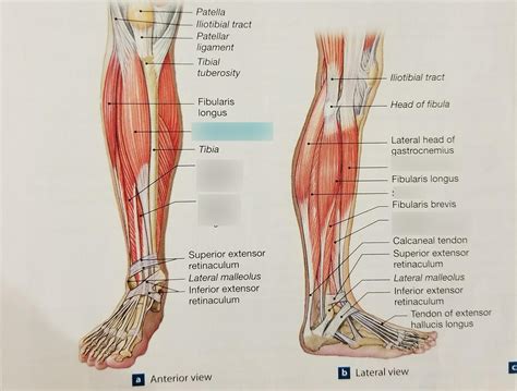 Anterior and Lateral view of muscles that move the ankle Diagram | Quizlet