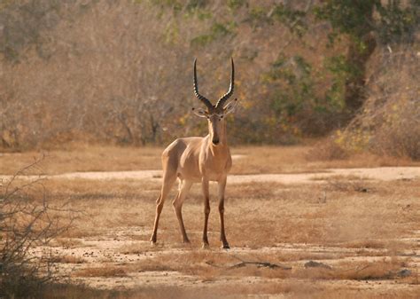 Say hello to the hirola | San Diego Zoo Institute for Conservation Research