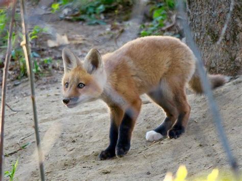 Little white footed cub I snagged a photo of. It’s family made a den in ...