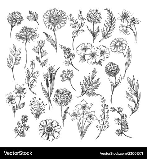 Vintage flower and herbs sketch Royalty Free Vector Image