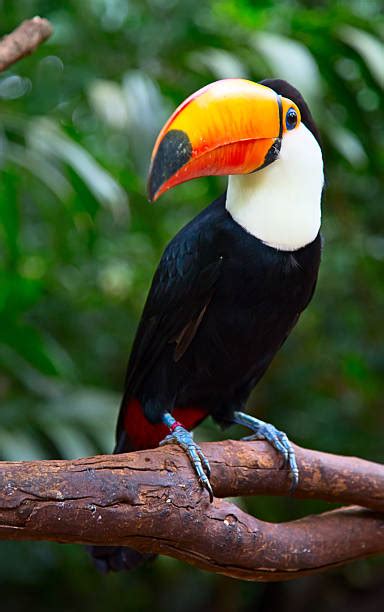 Best Toucan Beak Stock Photos, Pictures & Royalty-Free Images - iStock