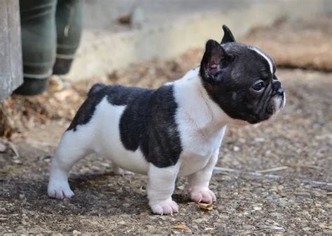 Meet The Mini French Bulldog: A Detailed Guide To The Breed