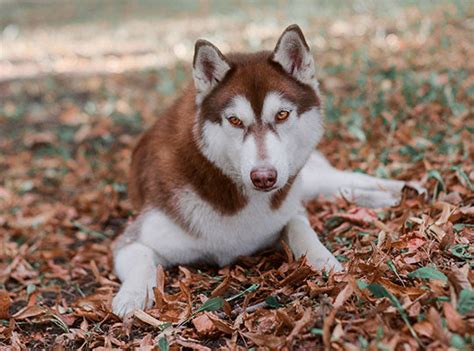 Red Husky – Facts About The Most Gorgeous Siberian Husky – Innovet Pet