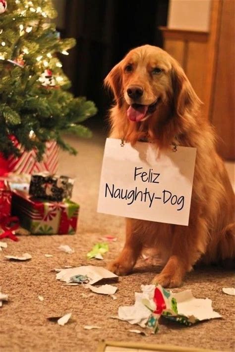 23 Holiday Animal Memes As A Forewarning Of What’s To Come And To Bring ...