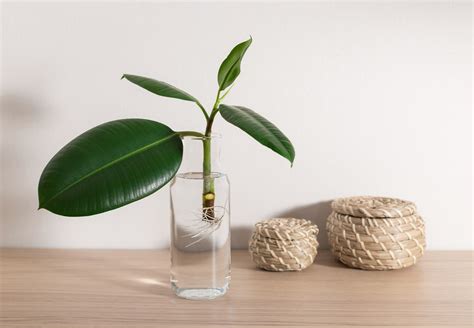 Everything You Need to Know About Houseplant Stem Cuttings | The Plant ...