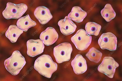 Squamous epithelium cells, illustration - Stock Image - F023/9669 ...