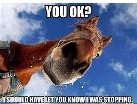 Pin by suzanne bennett on Horses | Funny horse pictures, Funny horses ...