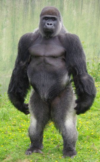 silverback mountain gorilla good looking - Google Search | Gorilla ...