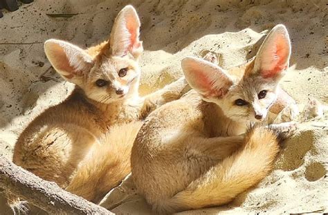 Fennec Fox Habitat