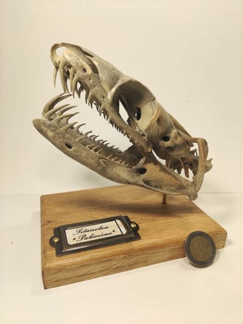 Reproduction Prehistoric Giant Boa Skull - - Titanoboa - - Catawiki