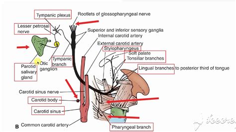 Glossopharyngeal branches 1 - YouTube