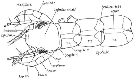 Centipede Anatomy