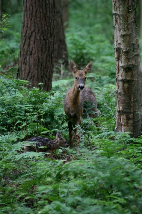 Bull of the Bog: Roe Deer & Fawn