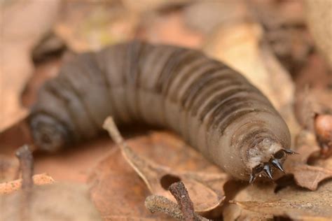 Larva of a Large Crane Fly (Tipulidae, Diptera) - a photo on Flickriver