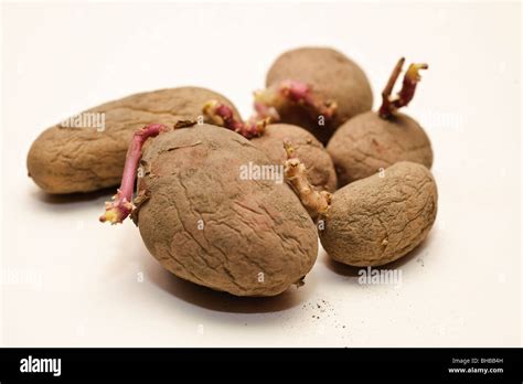 chitted seed potatoes ready for planting Stock Photo - Alamy