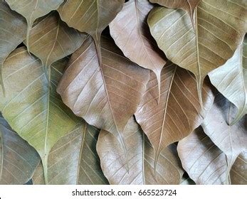 Bodhi Leaf Stock Photo 665523724 | Shutterstock